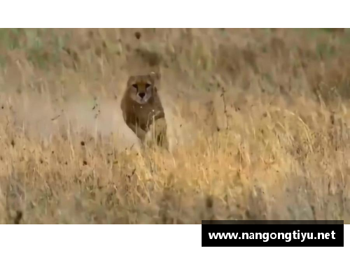 猎豹速度：足球场上的疾风